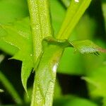 Vicia bithynica Annet