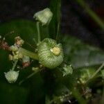 Sechium pittieri Altro
