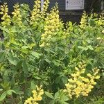 Baptisia sphaerocarpa Flower