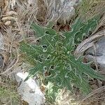 Cirsium echinatum Deilen