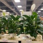 Spathiphyllum wallisii Flower