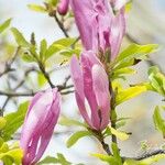 Magnolia liliiflora Цветок
