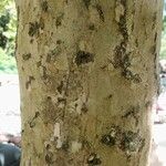 Platanus occidentalis Bark