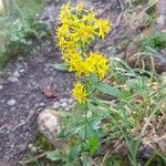 Solidago virgaureaFlower