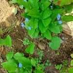 Omphalodes verna आदत