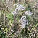 Brickellia eupatorioides Kwiat