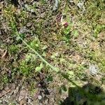 Capsella bursa-pastoris Fruto