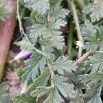 Erodium cicutarium পাতা