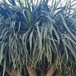 Dracaena draco Feuille