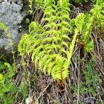 Dryopteris oreades 整株植物