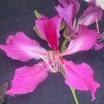 Bauhinia x blakeana Floro