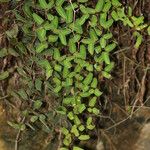 Hemionitis ovata Celota