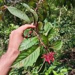 Hamelia patens Leaf