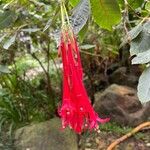 Fuchsia corymbiflora ফুল