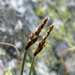 Carex rupestris Žiedas