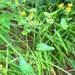 Bupleurum longifolium Leaf