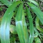 Spiranthes cernua Leaf