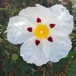 Cistus ladanifer Цветок