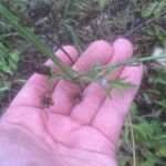 Verbena menthifolia Leaf