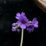 Primula glomerata Tervik taim