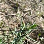 Cistus calycinus Feuille