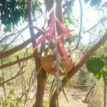 Billbergia zebrina অন্যান্য