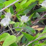 Jacquemontia tamnifolia Blüte