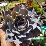 Echeveria shaviana برگ