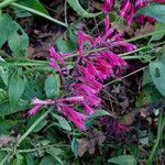 Agastache mexicana Кветка