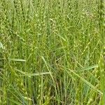 Aegilops ventricosa Fula