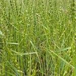 Aegilops ventricosa Flower