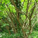 Philadelphus lewisii Habitat