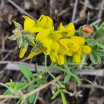 Crotalaria deserticola Blüte