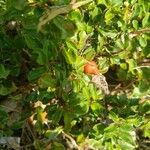 Cotoneaster adpressus Ffrwyth