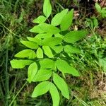 Lathyrus gmelinii Leaf