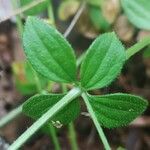 Galium rotundifolium Leaf