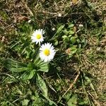 Bellis perennisFlower