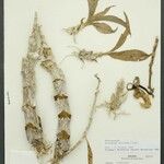 Catasetum saccatum Annet