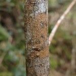 Erythroxylum laurifolium Bark