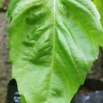 Ocimum minimum Leaf