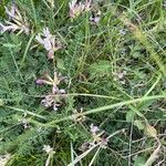 Astragalus monspessulanus Blüte
