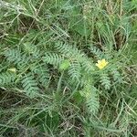 Tribulus cistoides Агульны выгляд