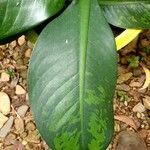 Dieffenbachia parlatorei Leaf