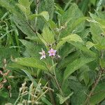 Solanum incanum Leaf