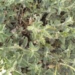 Atriplex rosea List