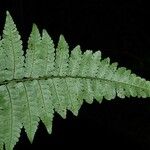 Cyathea cyatheoides Folla