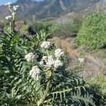 Sonchus canariensis Blüte