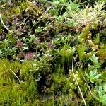 Thymus longicaulis 花