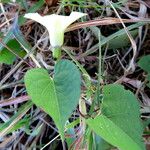 Ipomoea alba Leaf