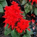 Salvia splendens অভ্যাস